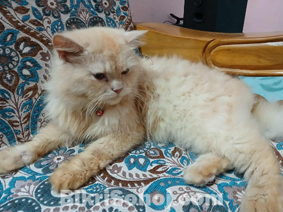 বিড়াল।পারসিয়ান